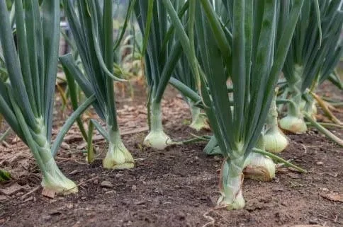 Scouting for Success: Practical Pest Monitoring for Beginning Farmers