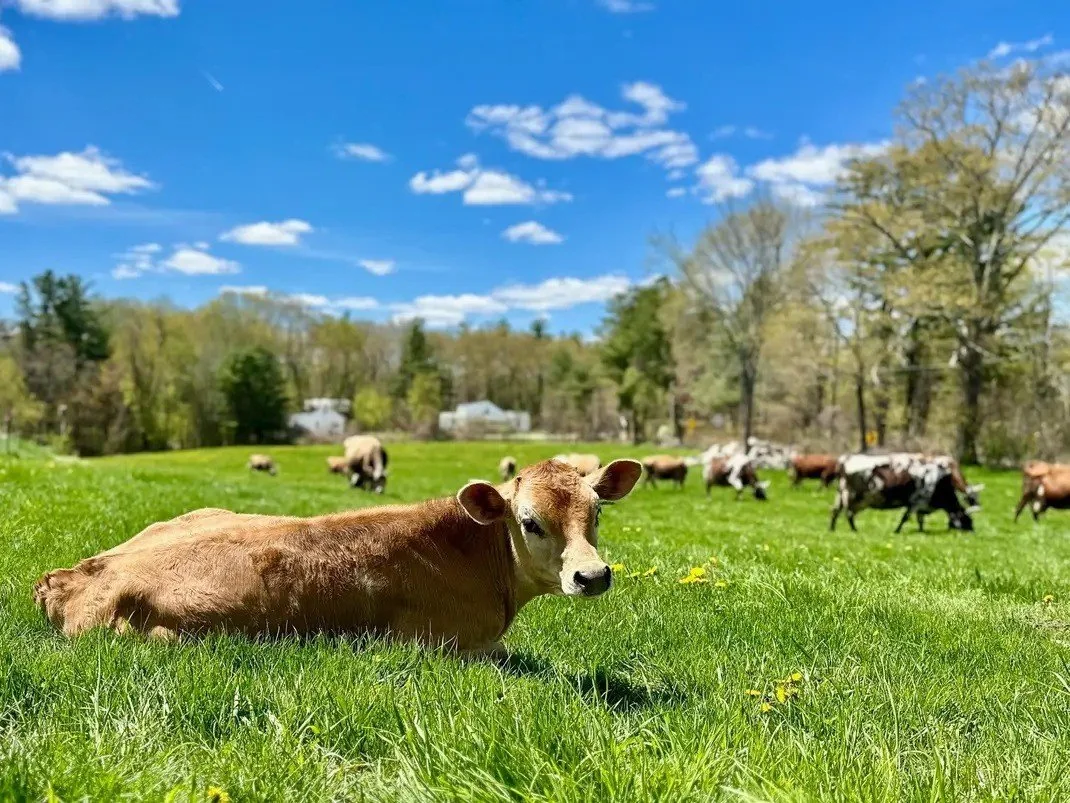 Temple Wilton Community Farm