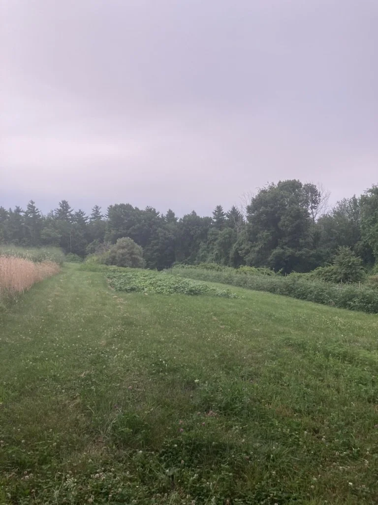 Looking For Land &nbsp;
