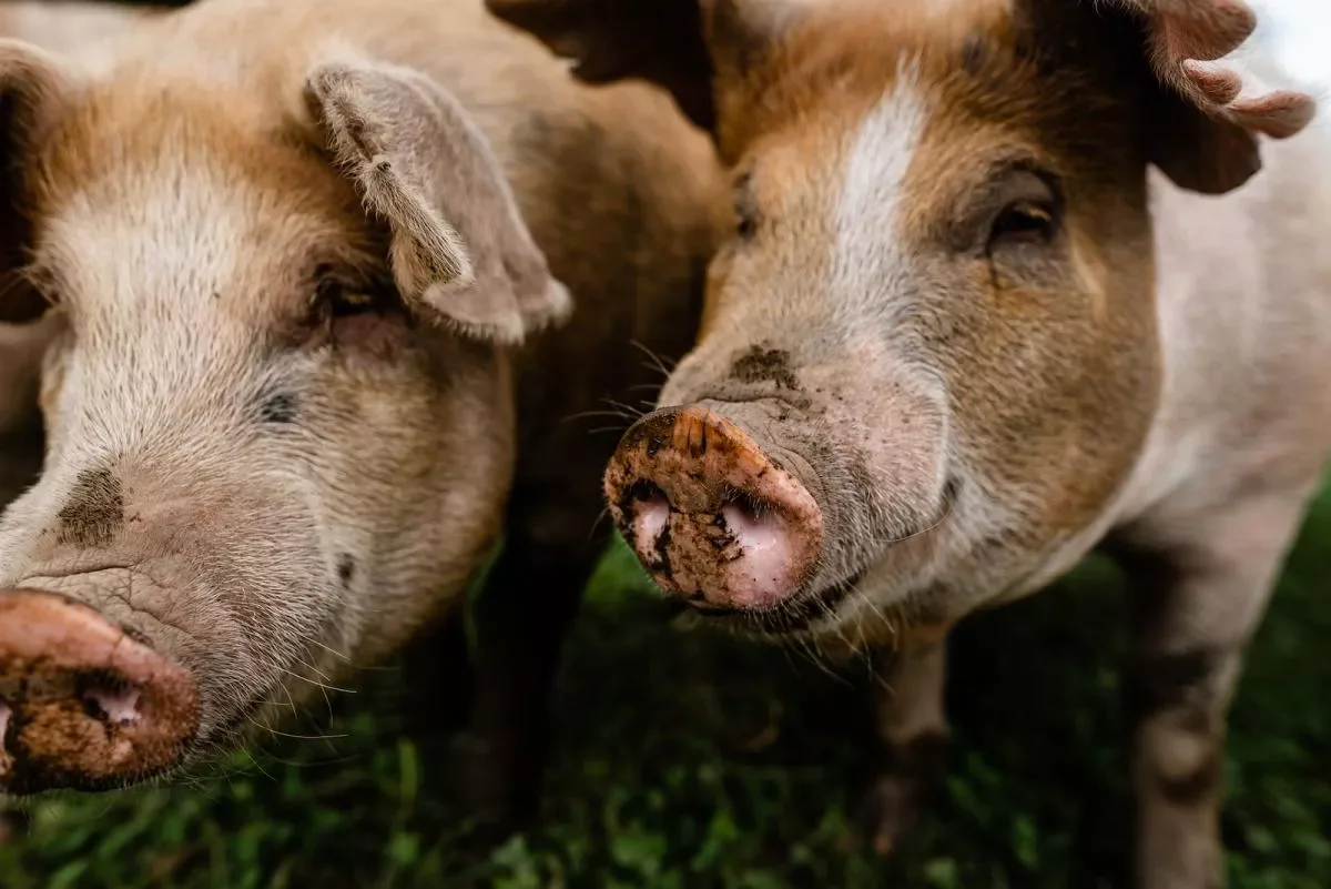 Meat Processing Workgroup: Fact Finding Listening Session