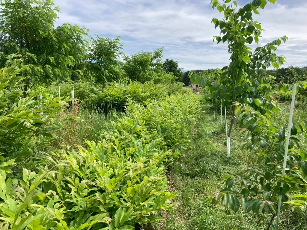 Northeast Agroforestry Conference
