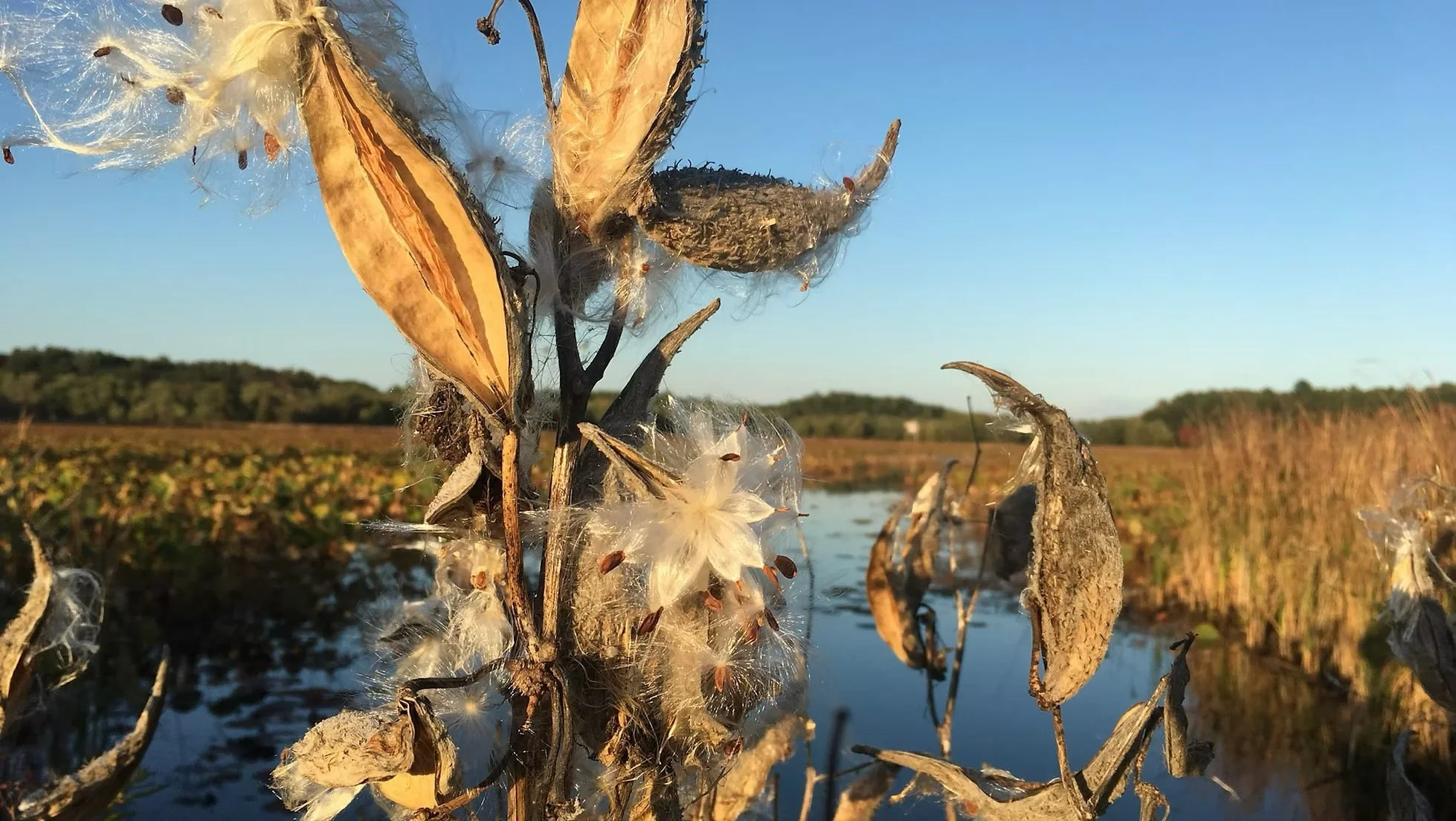 Backyard Native Seed Collecting Workshop 