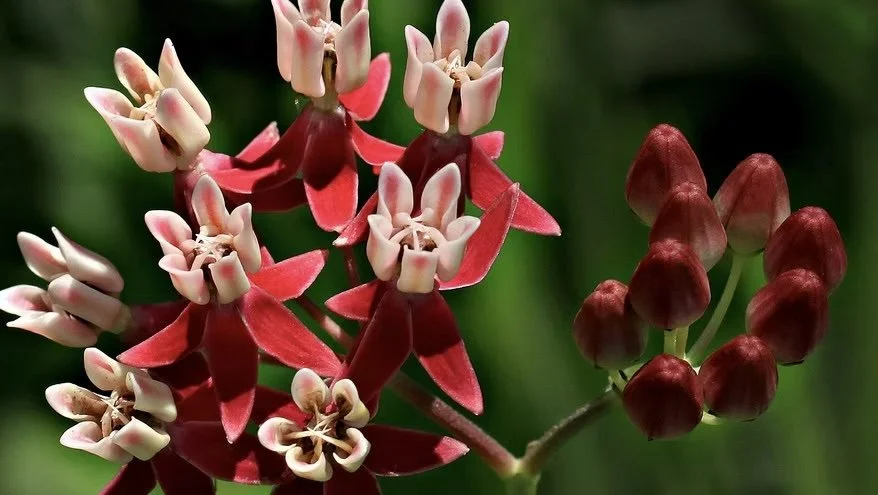 Native Plant Celebration and Seed Swap
