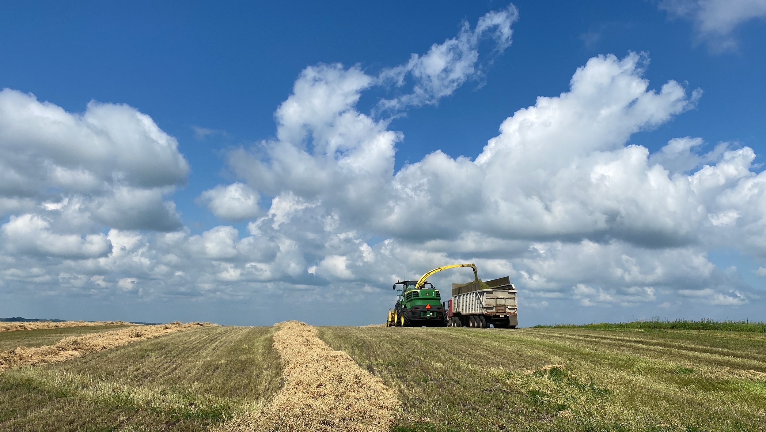 Harvesting alfalfa