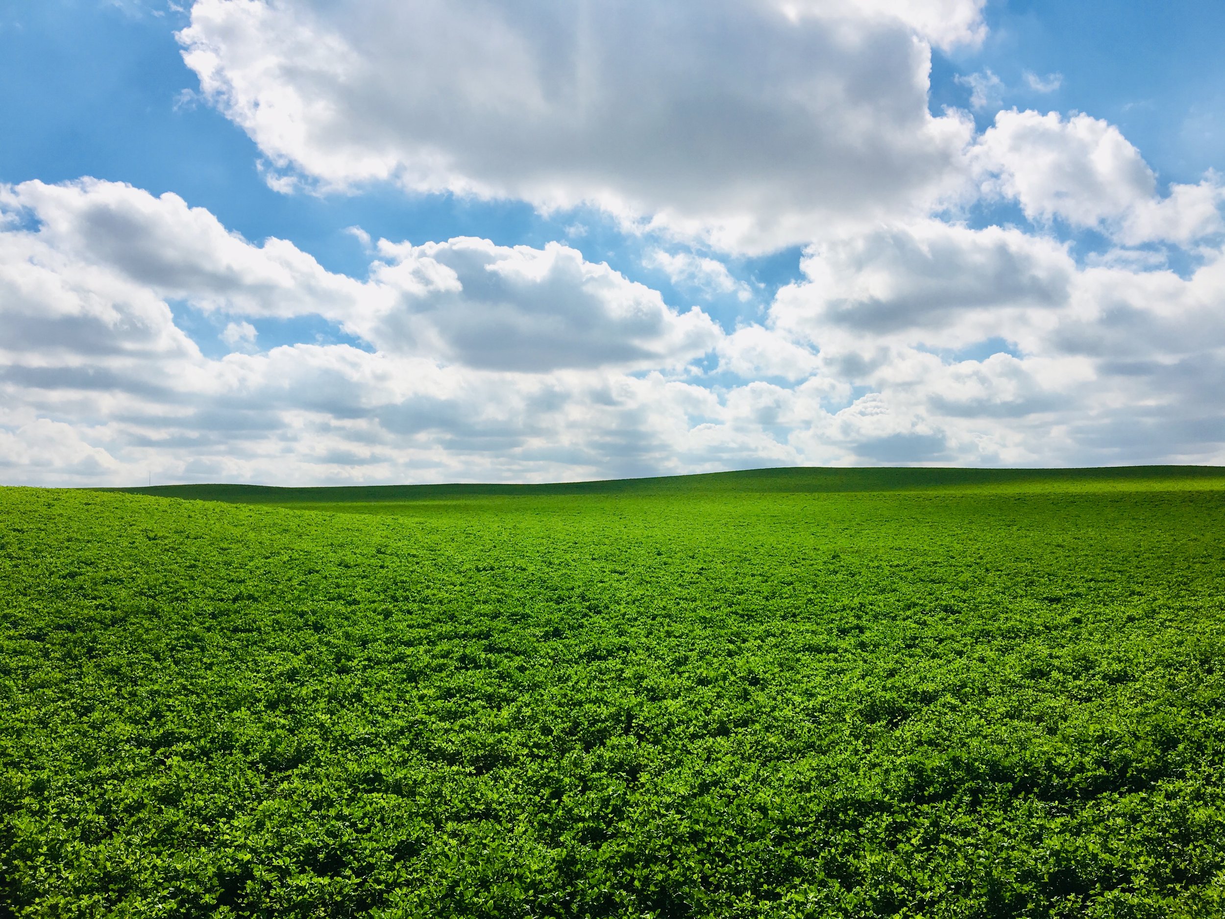 Alfalfa in Saskatchewan