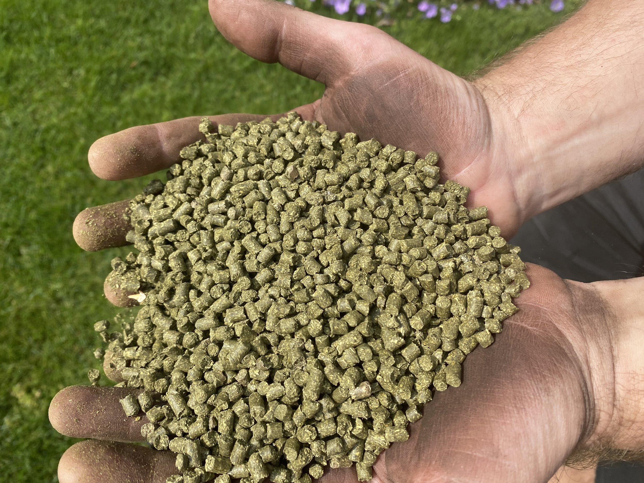 Organic alfalfa fertilizer pellets