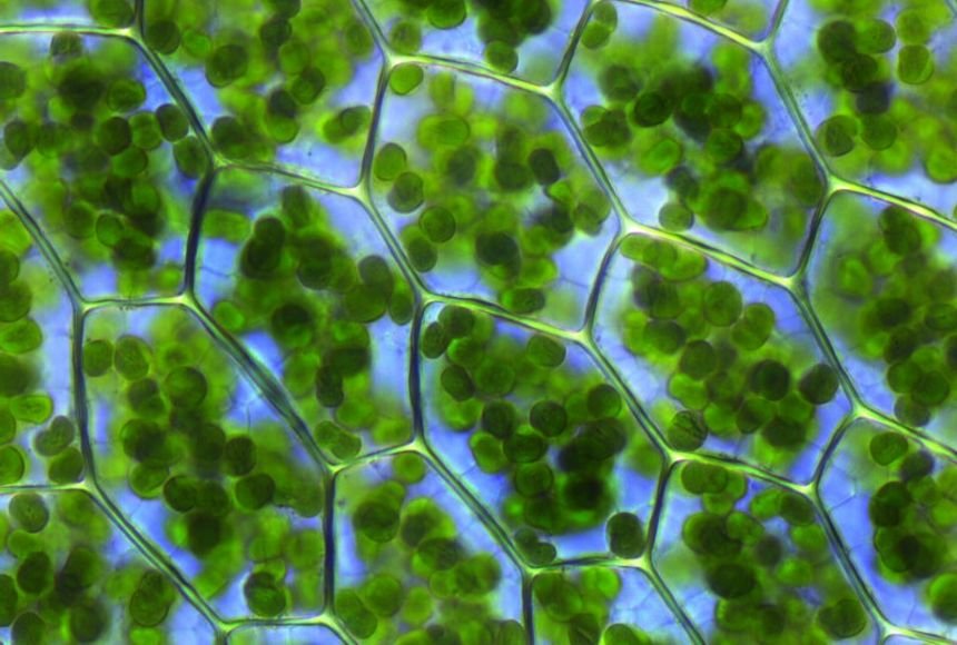 chlorophyll.jpg