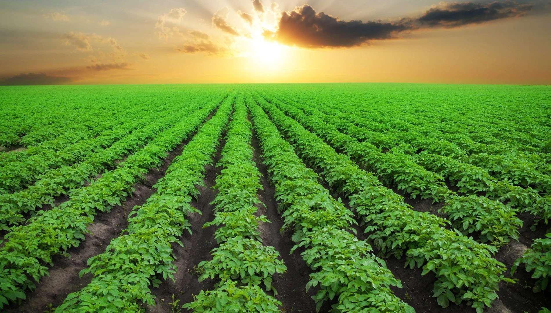 potato fields.jpg