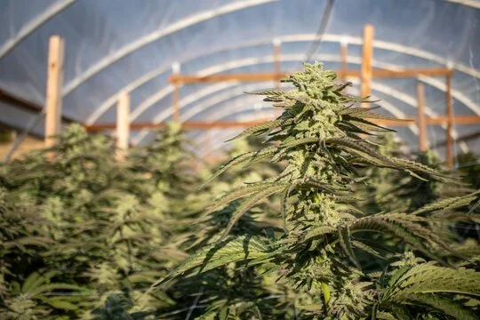 Cannabis Greenhouse.jpg