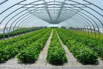 Greenhouse 1.jpg