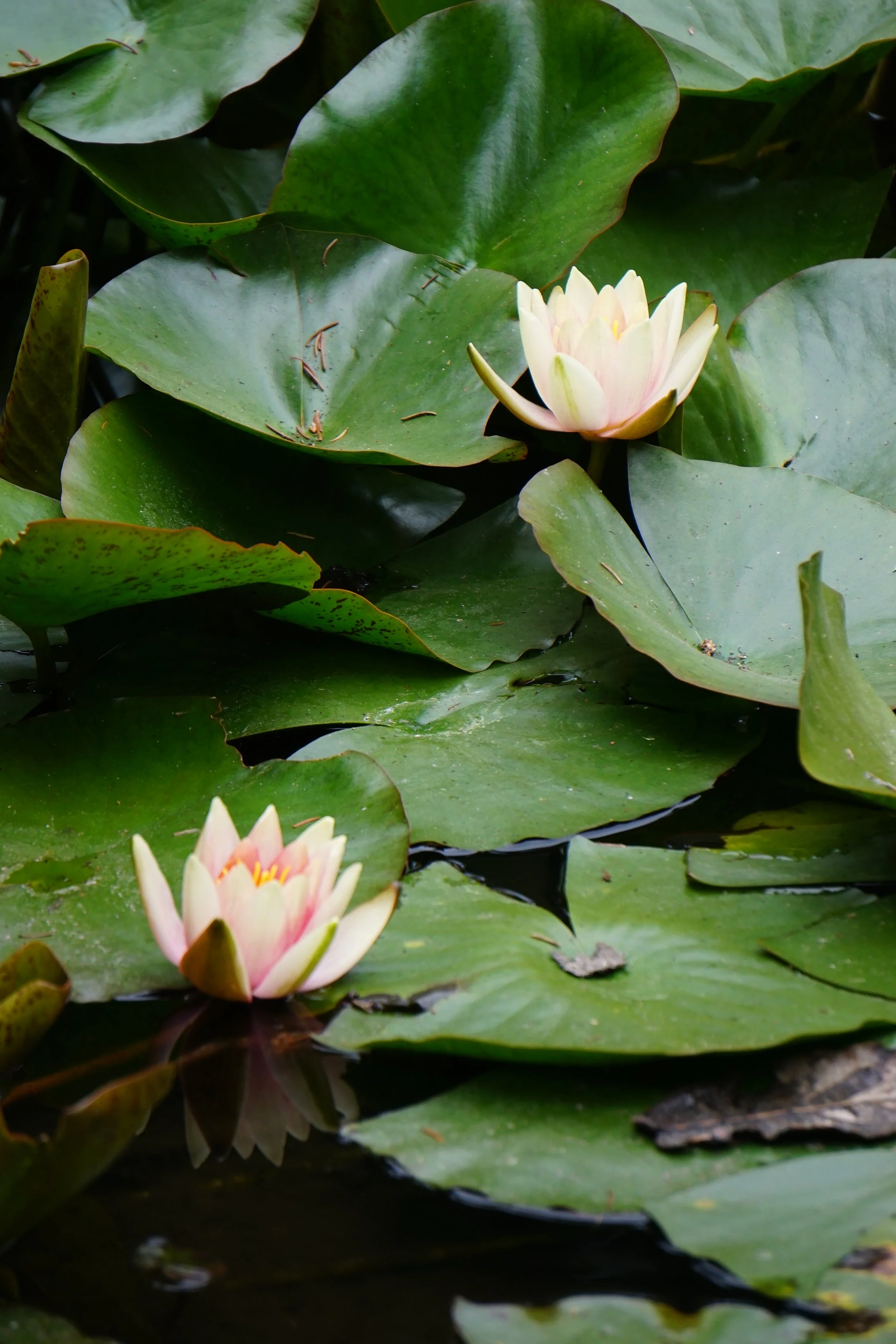 petals resource center.JPG