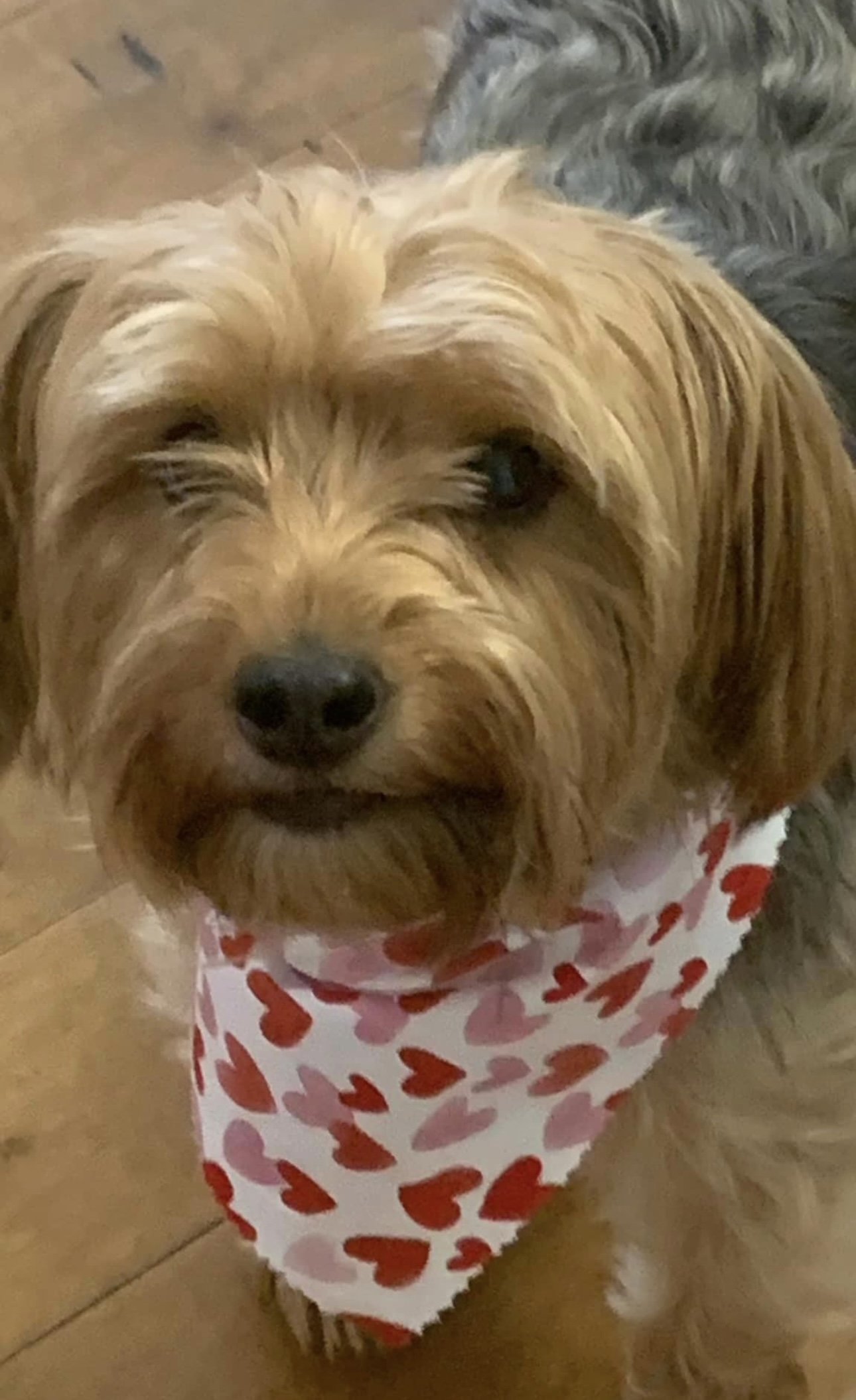 Small / Medium Dog Bandanas