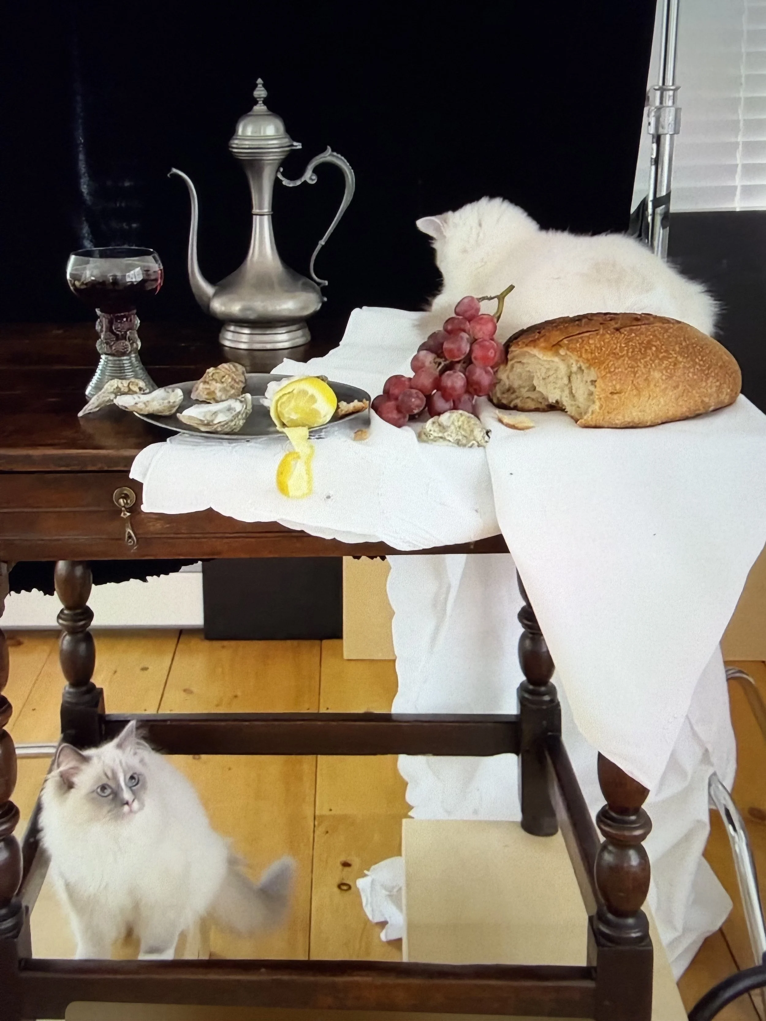 Fellini and Puccini the brothers...my adorable Ragdolls wanting to be a part of the excitement!