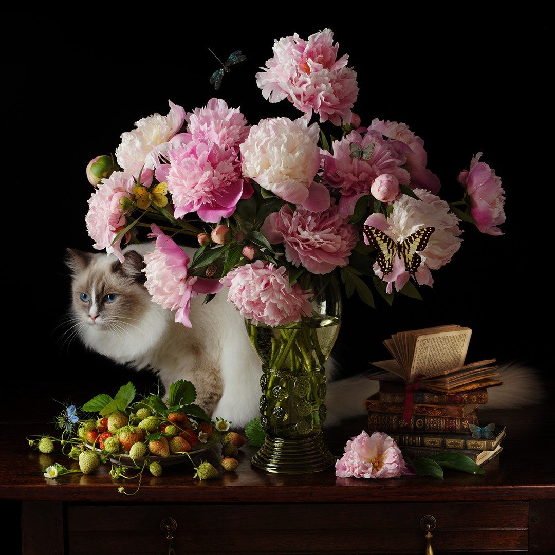 Pink Peonies and the Cat, 2024 from the new series &quot;Cats&quot;. This is Fellini who is a Ragdoll cat. We fortunately have his brother Puccini as well - they are playmates and so loving. The Peonies and strawberries are from the garden. I purchas
