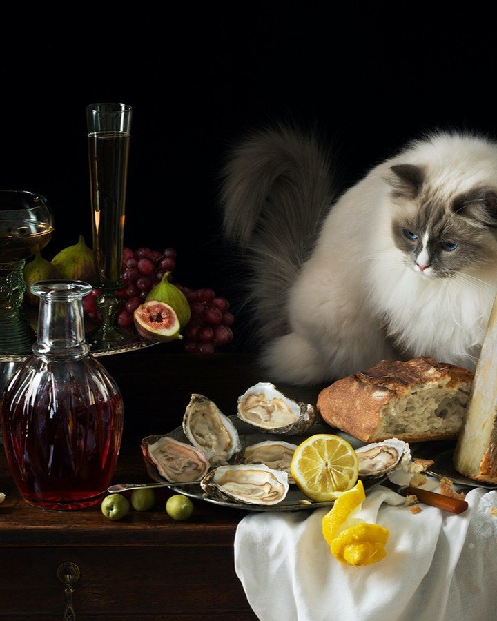 Oysters and the Cat, 2024, from the new &quot;Cat&quot; series. The image is cropped. The painting by Alexandre-Francois Deportes was my inspiration. In the studio setting up while &quot;Fellini&quot; my rag doll cat awaits his debut. The Ragdoll bro