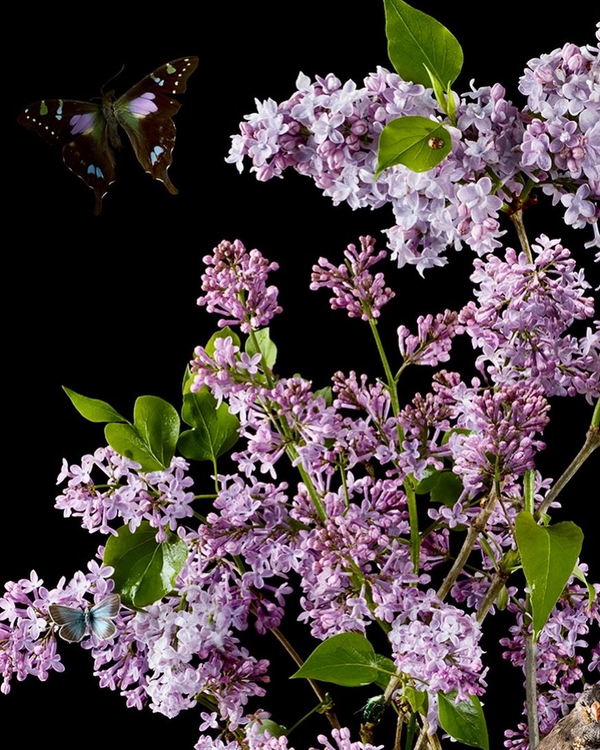 Lilacs, 2024 (a detail) from the Garden Botanicals portfolio. Lilacs are one of my favorites&hellip; the color, fragrance and romance of them. Was happy to find a beautiful butterfly to accompany the image #lilacstavorminaportfolio #tavorminaphotogra