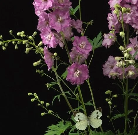 Detail of a new image Garden Delphiniums, 2025 from my Garden Botanical series. I was able to use the last four stems from the garden last week. This is the fourteen image in the series. #gardenbotanicals #naturamorta #tavorminaphotography #grateform
