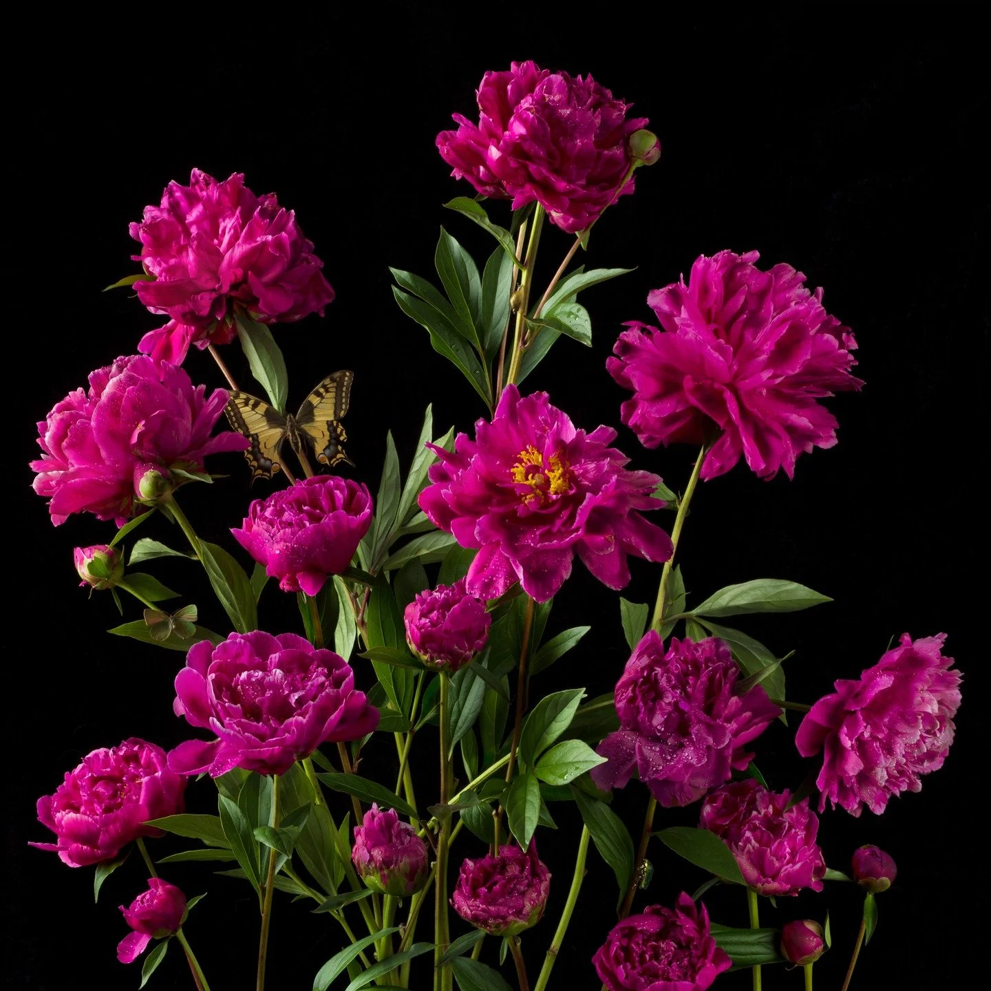 "Portraits in Bloom" my new series will be exhibited @winstonwachter - the opening is Thursday, October 30th 6-8pm and runs through December 20th. There will be a discussion on Saturday, November 1st at 2pm at the gallery. I hope to see you