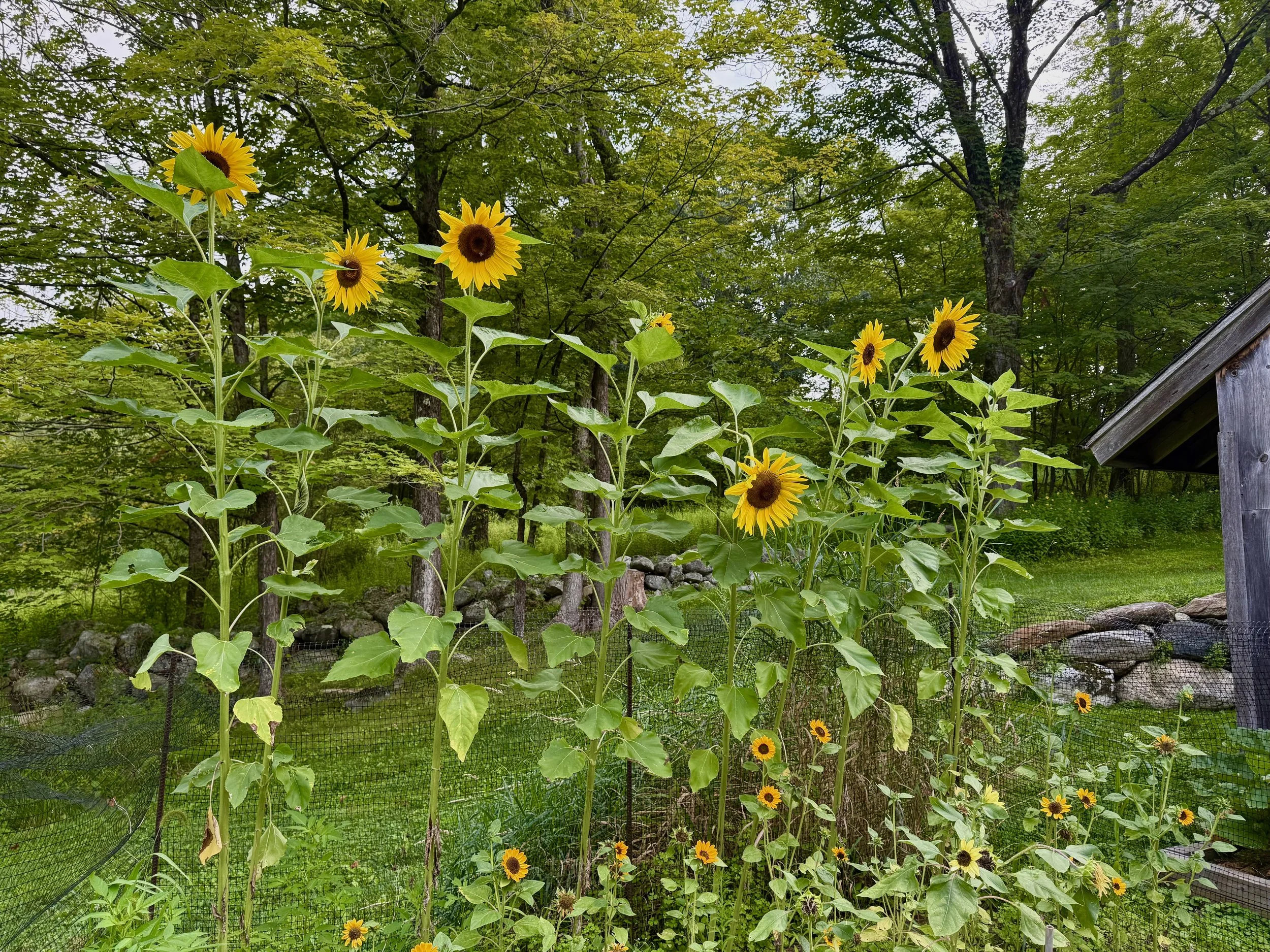 For the first time, I’ve grown sunflowers—tall and radiant.