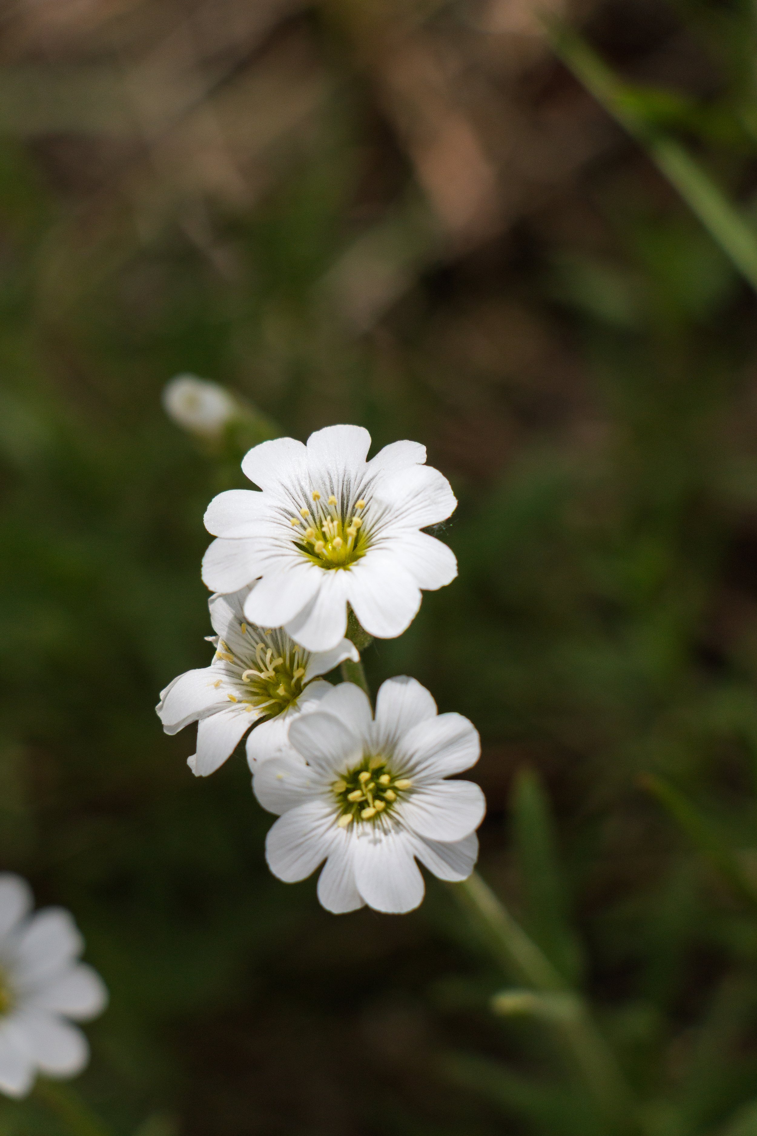 Field Chickweed1.jpg