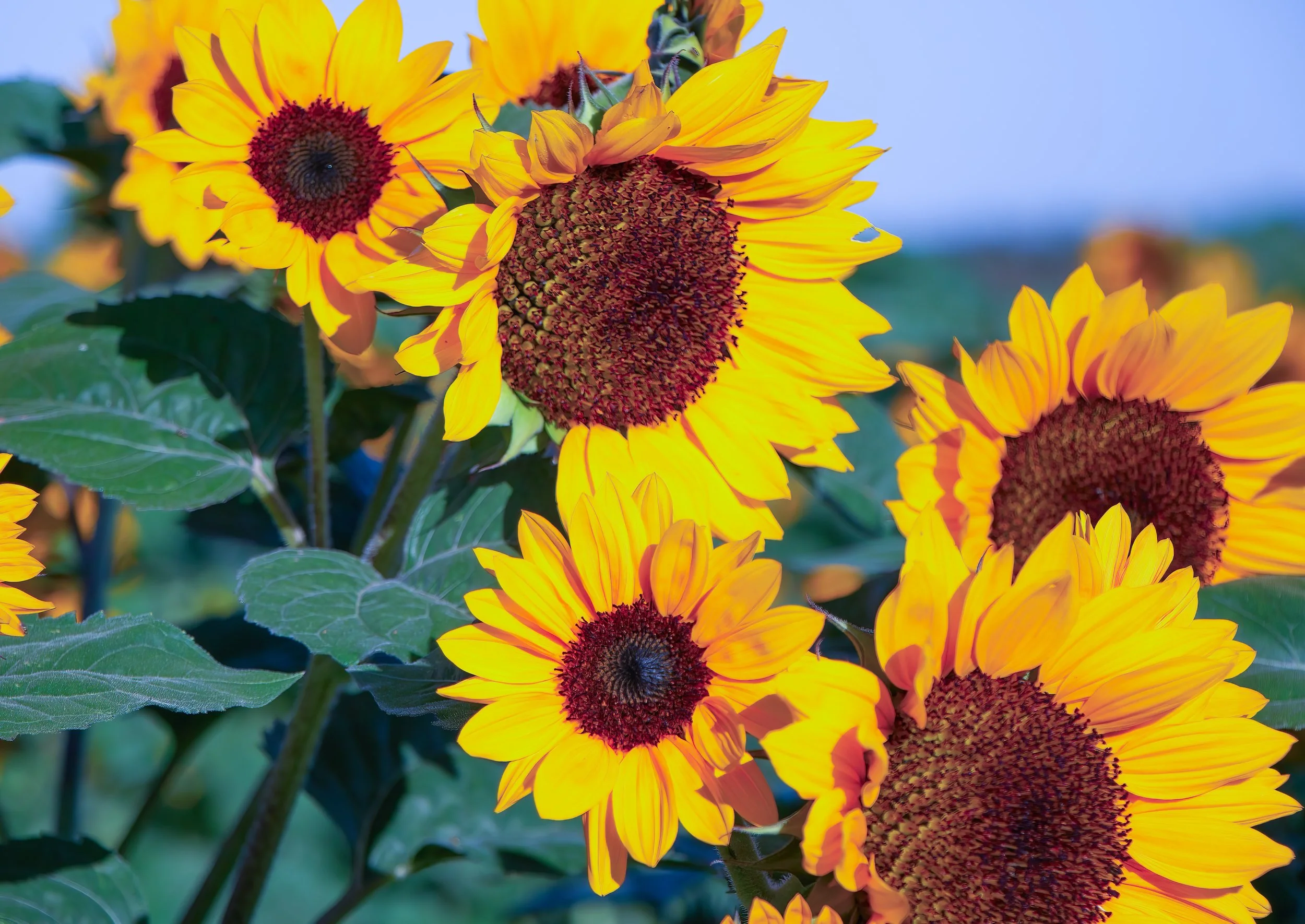 Bunch of Beauty - Greeting Card