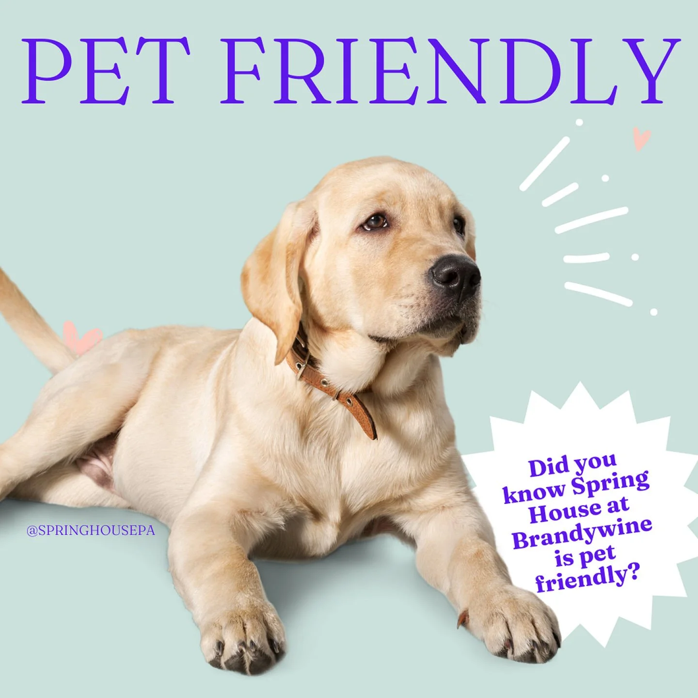 🐶🐈️🐕&zwj;🦺