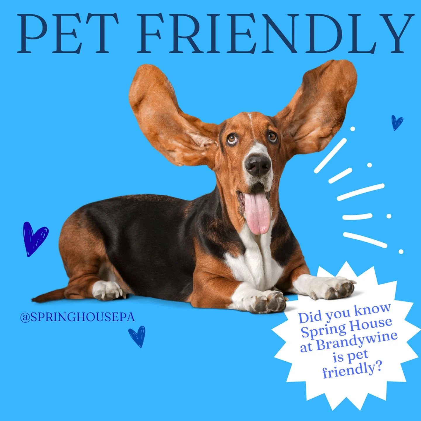 We love our Spring House pets!