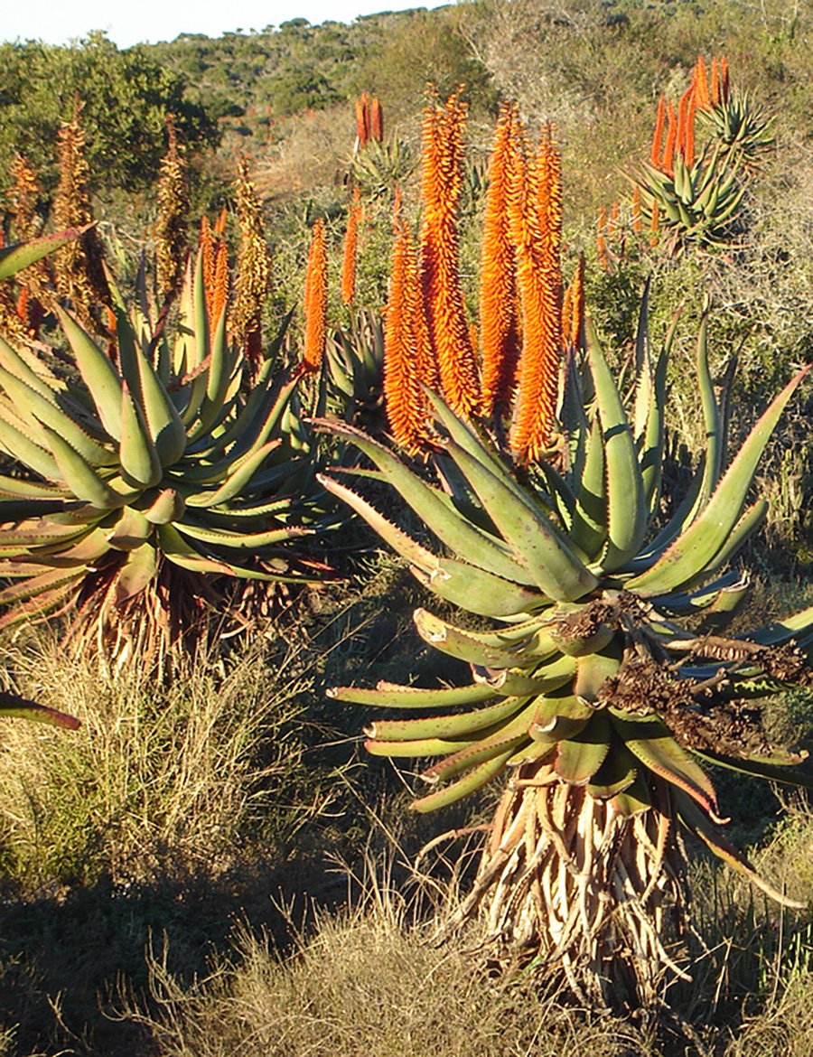 Ubuntu Center landscape and ecology