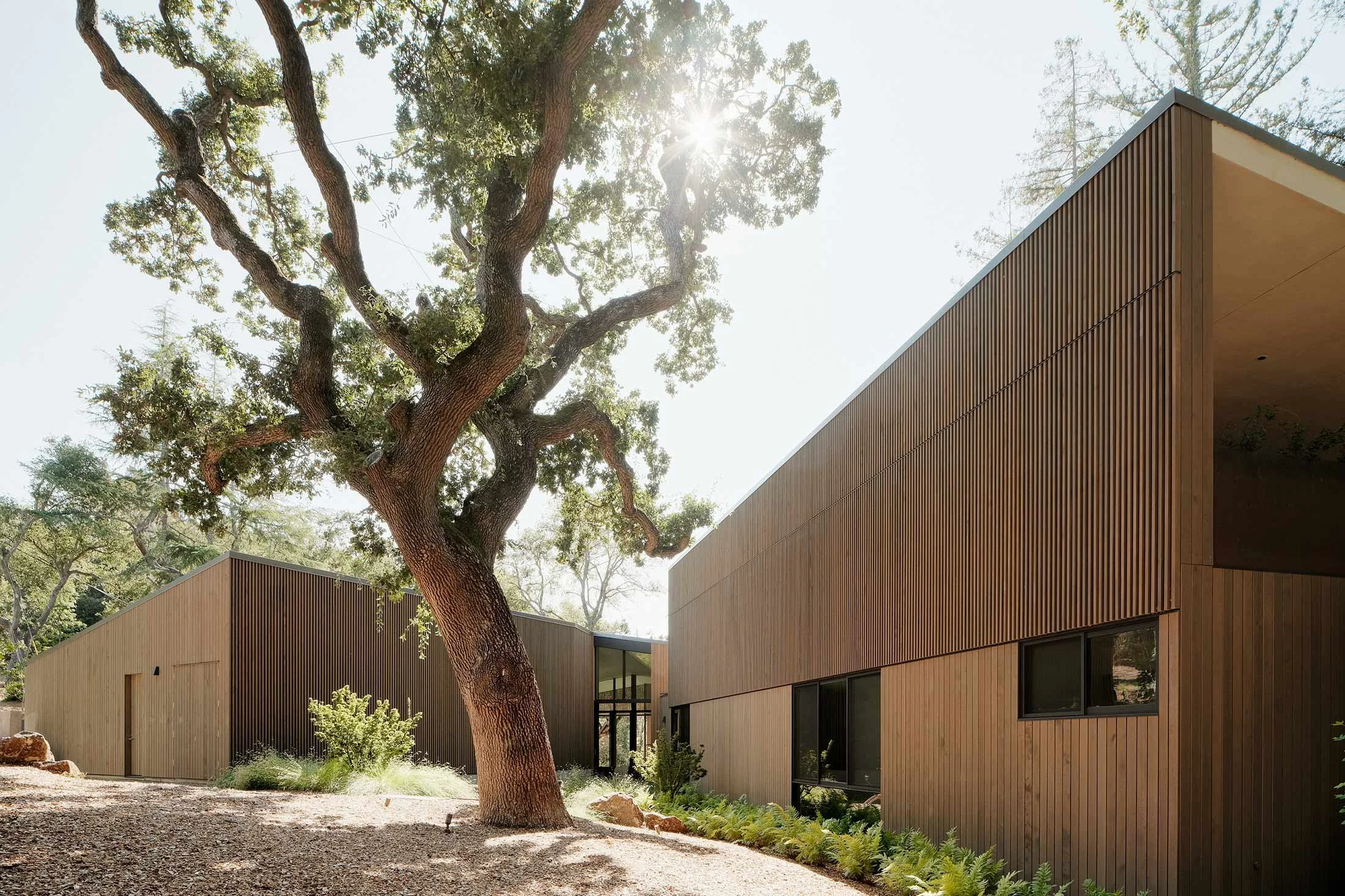 Dawnridge residence incorporates trees onsite