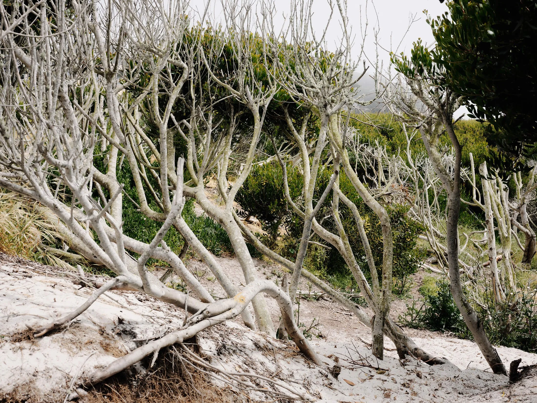 White Sands residence on Carmel beach