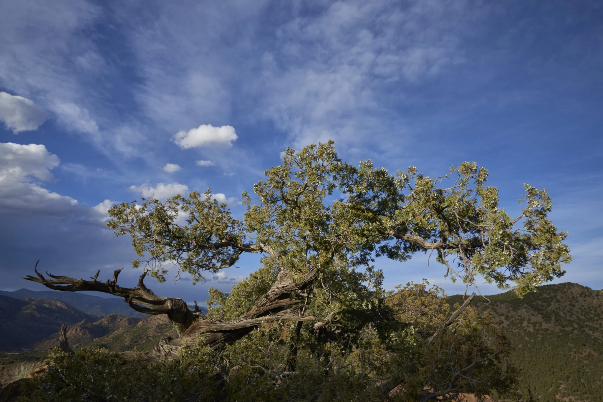 “Ecology and Resilience of Pinyon-Juniper Woodlands under Global Change” with Dr. Miranda Redmond