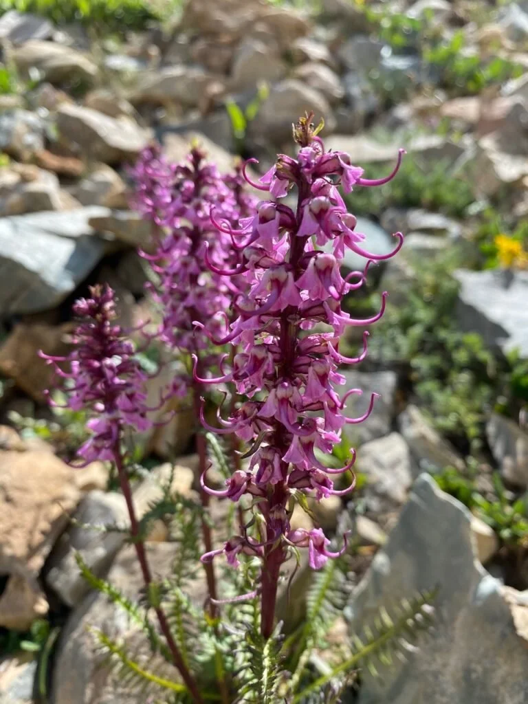 Wild Perspectives | Edible and Medicinal Plants of the Roaring Fork Valley