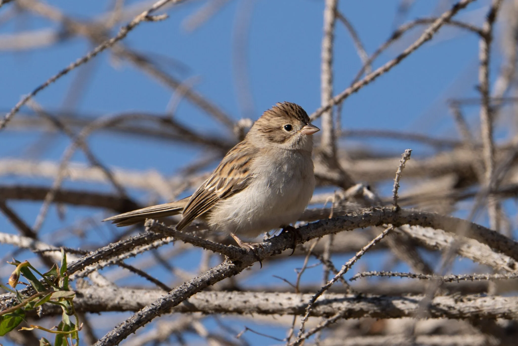 “Sagebrush-obligate birds in western Colorado: unexpected patterns and new discoveries” with Dr. Brett Walker