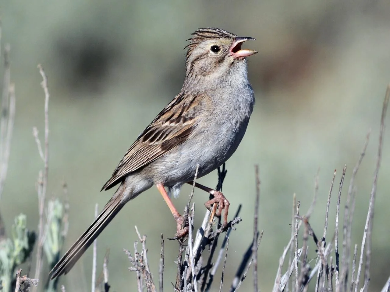 Birding &amp; Conversation: Birds of the Sagebrush Ecosystem