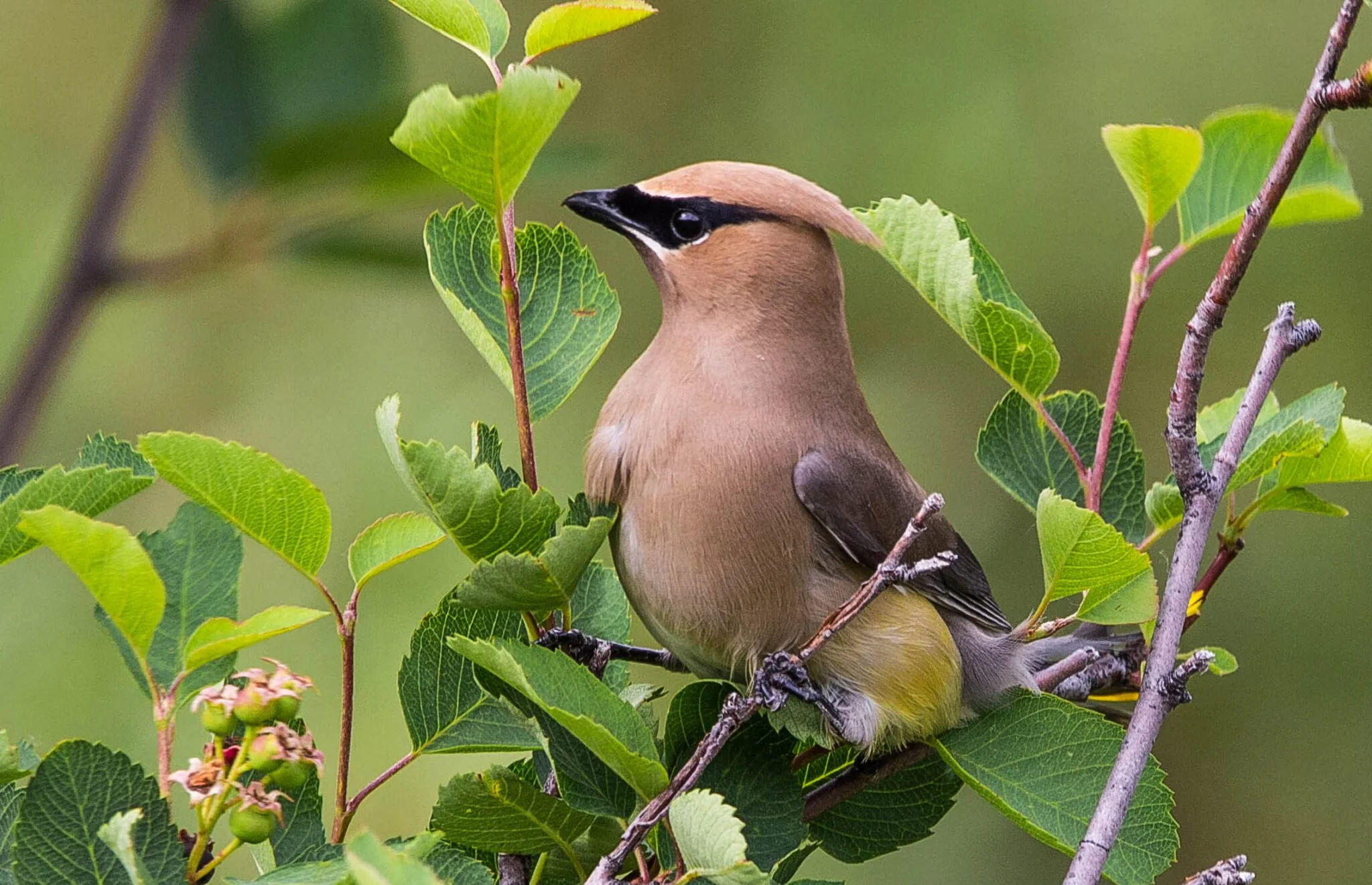 Birding &amp; Brushstrokes: Cedar Waxwing