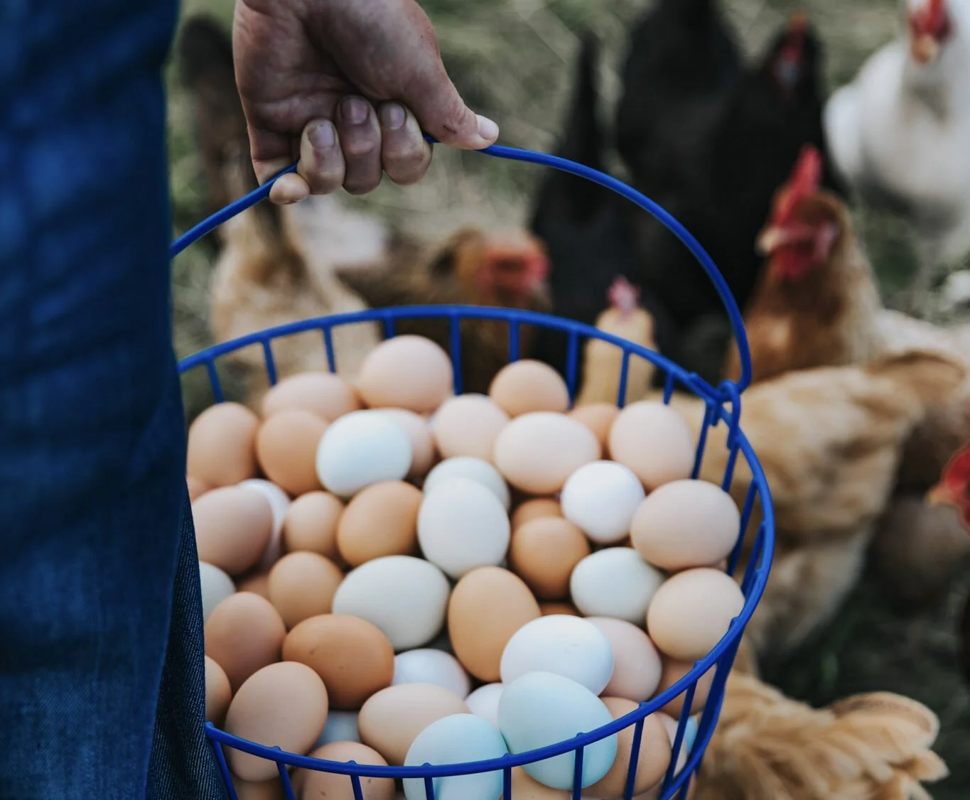 Egg Collection