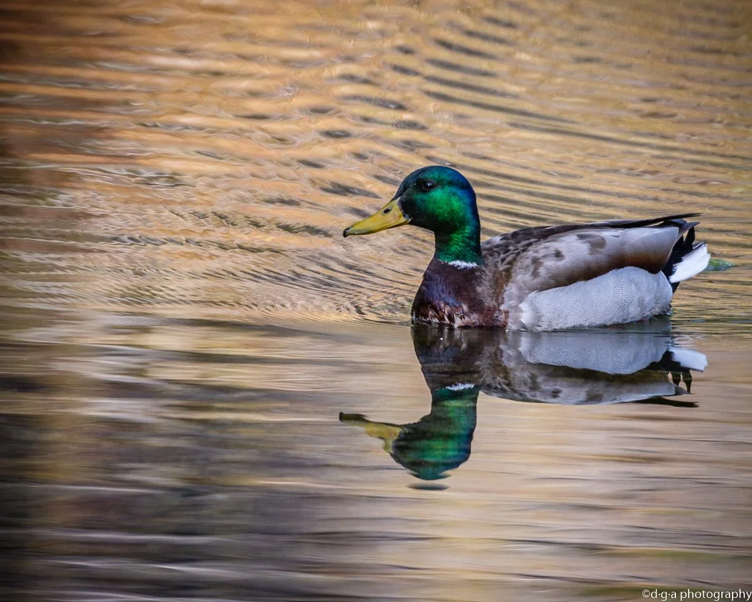 June Evening Birding at Rock Bottom Ranch