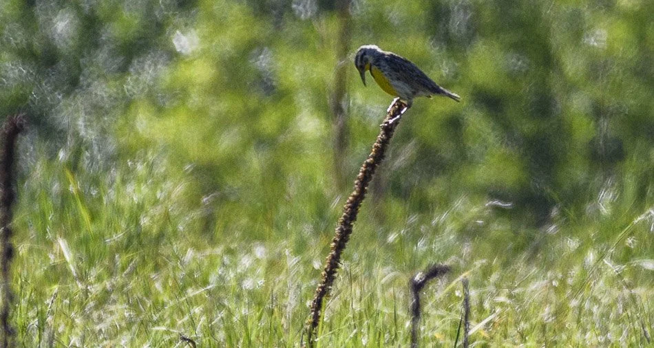 Birding by Habitat: Snowmass