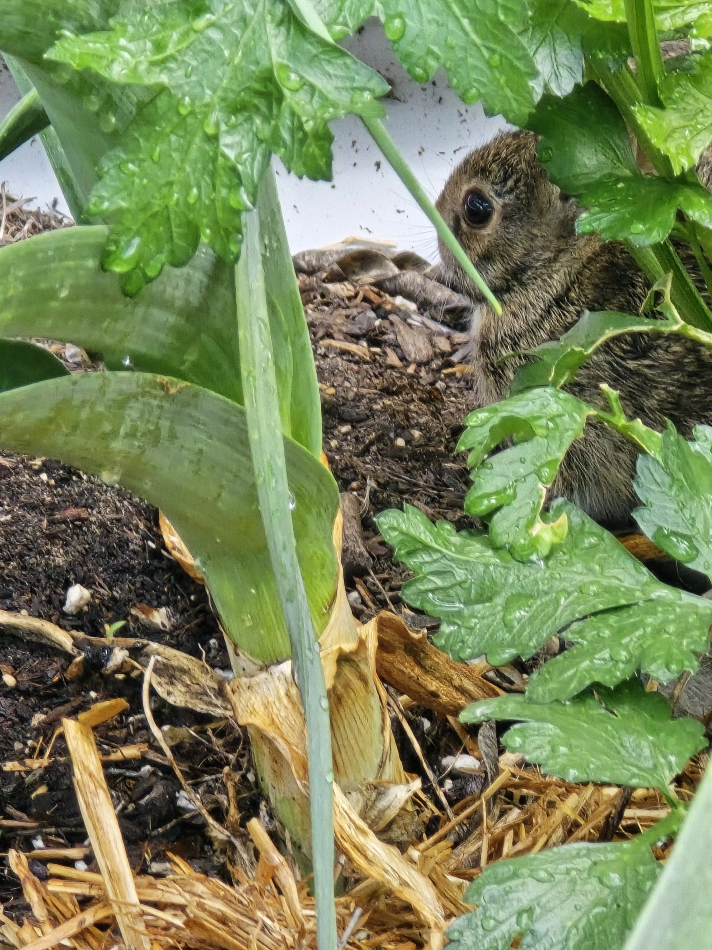 Safe Refuge, Part II: What We Protect May Leave Something Behind