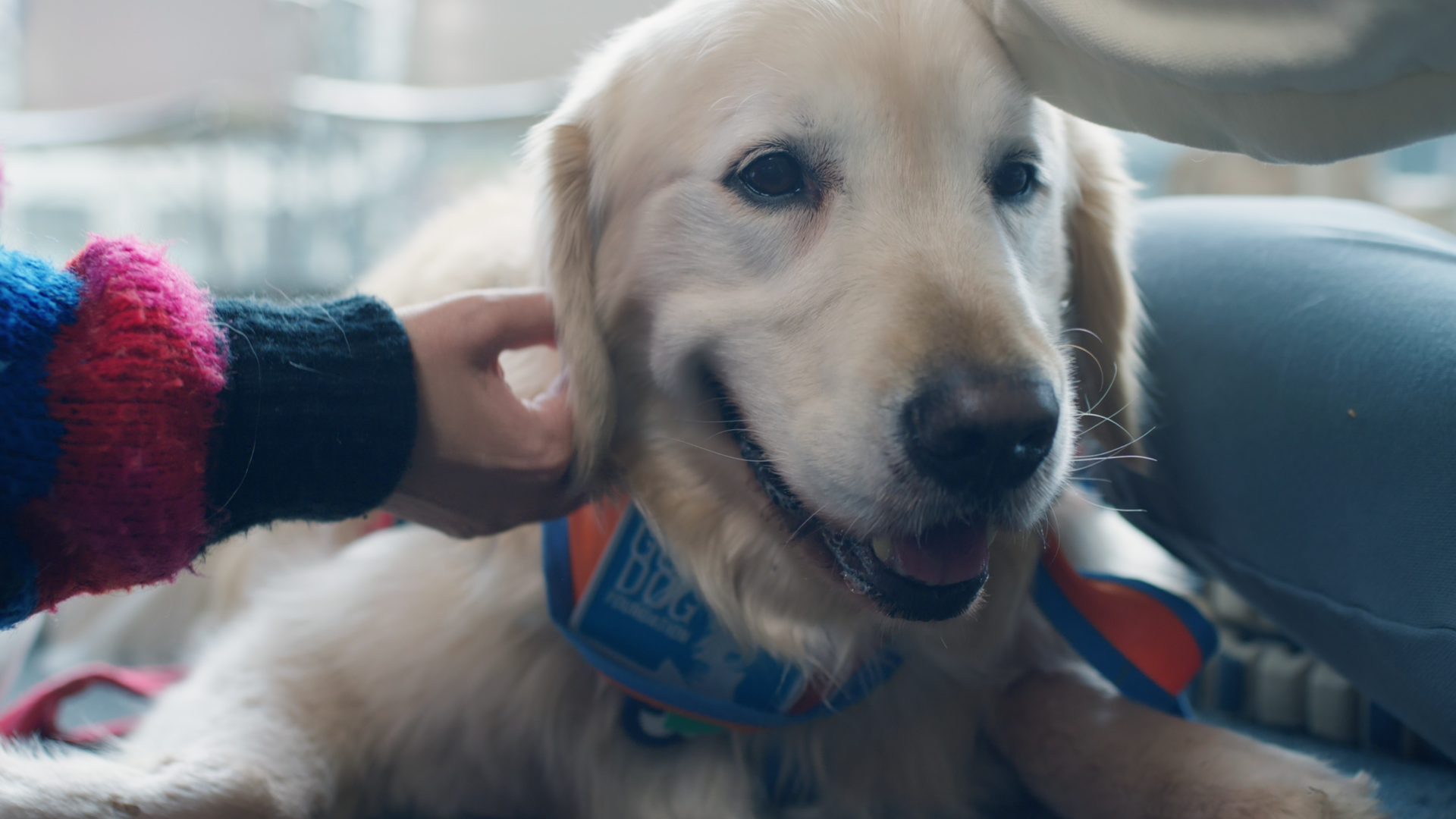 The Good Dog Foundation