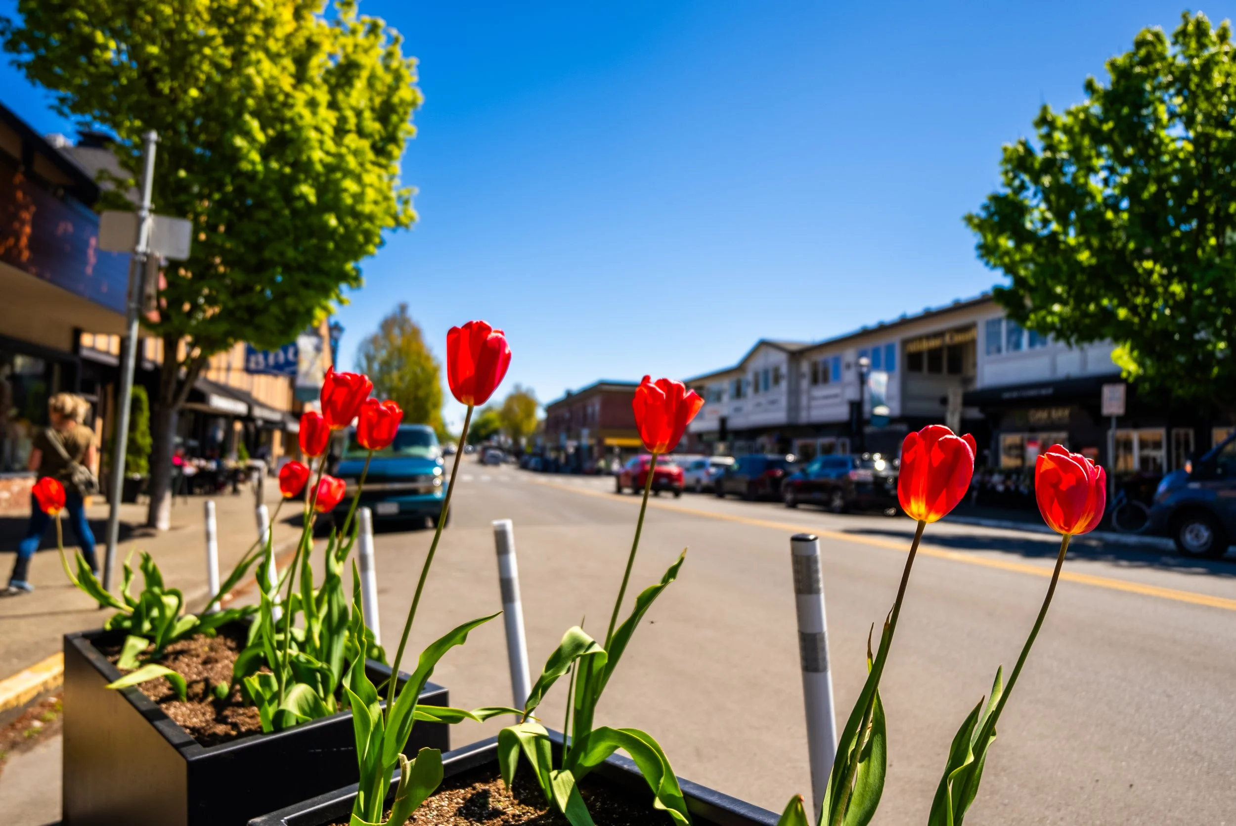 Oak Bay in Bloom: Spring on the West Coast
