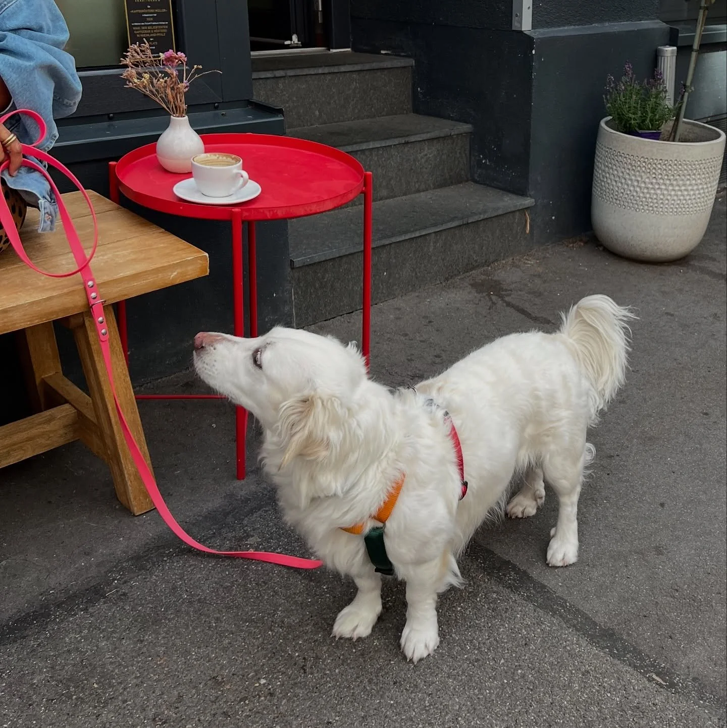 Benvenuti al VDW ☕️

Wir freuen uns auf euch und eure Pfotenfreunde 🐾👱🏼&zwj;♀️👶🏼👨🏻👩🏽&zwj;🦱👨🏻&zwj;🦰👵🏼🫶🏼

#coffee #ladolcevita #dogfriendly #caf&eacute; #mainz #mainzliebe