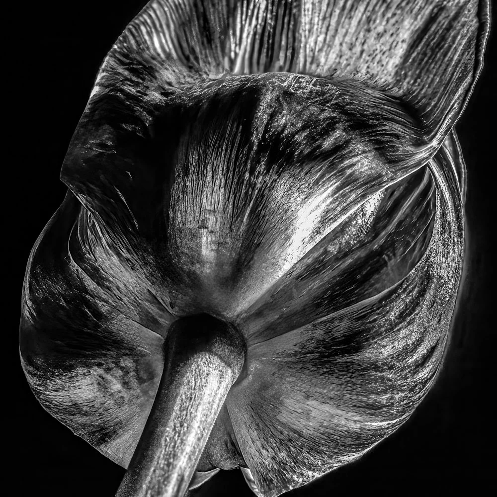 DSC04350-Edit.jpg