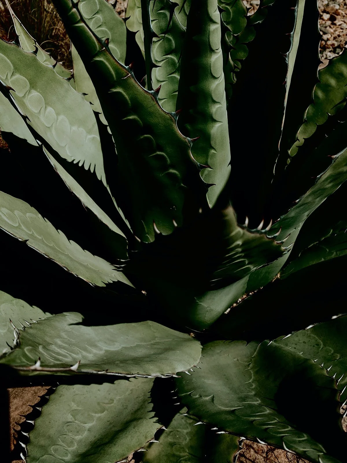 Close-up of a large green agave plant with thick, pointed, serrated leaves.