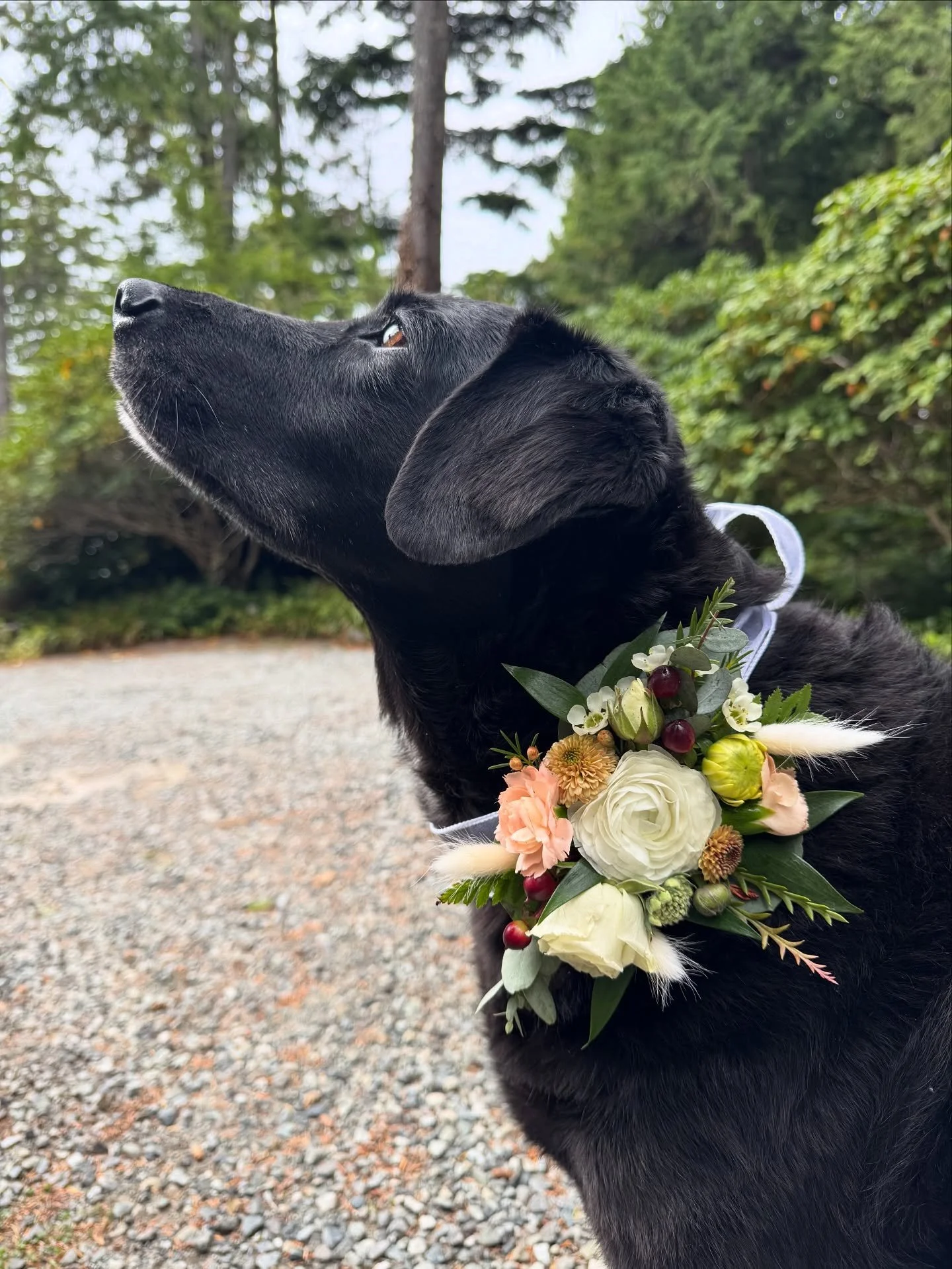 Ellie dog at it again trying to win Tofino&rsquo;s next top dog model 💅 featuring a little dog collar corsage from last week. 

Don&rsquo;t forget florals for your dog!! It&rsquo;s toooo cute 🥰 

#tofinowedding #tofinoflorist #tofinoweddingflorals 
