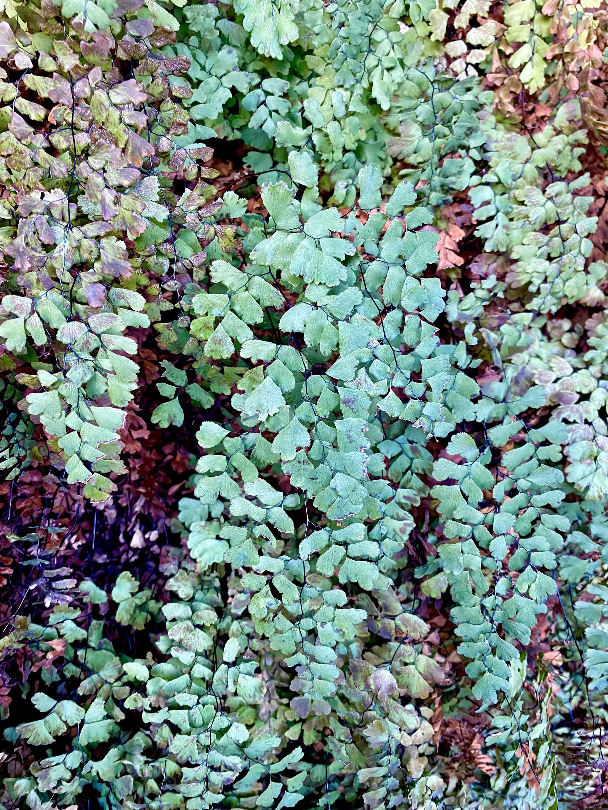 Hanging Garden Trail_IMG_4085.JPG