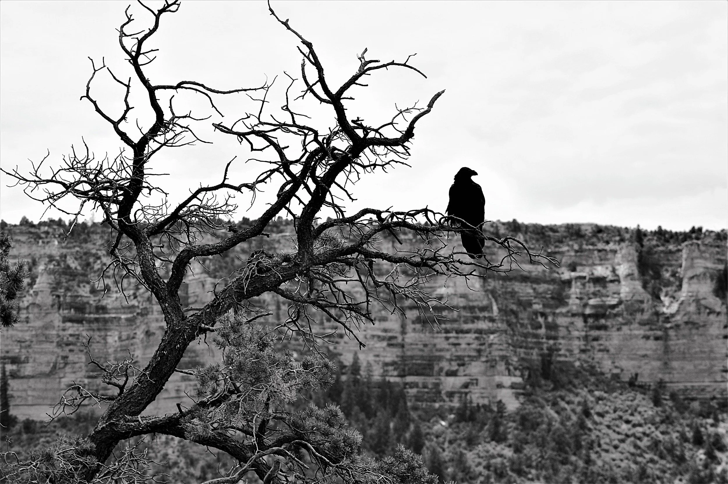 DSC08305 The Crow over Grand Canyon.JPG