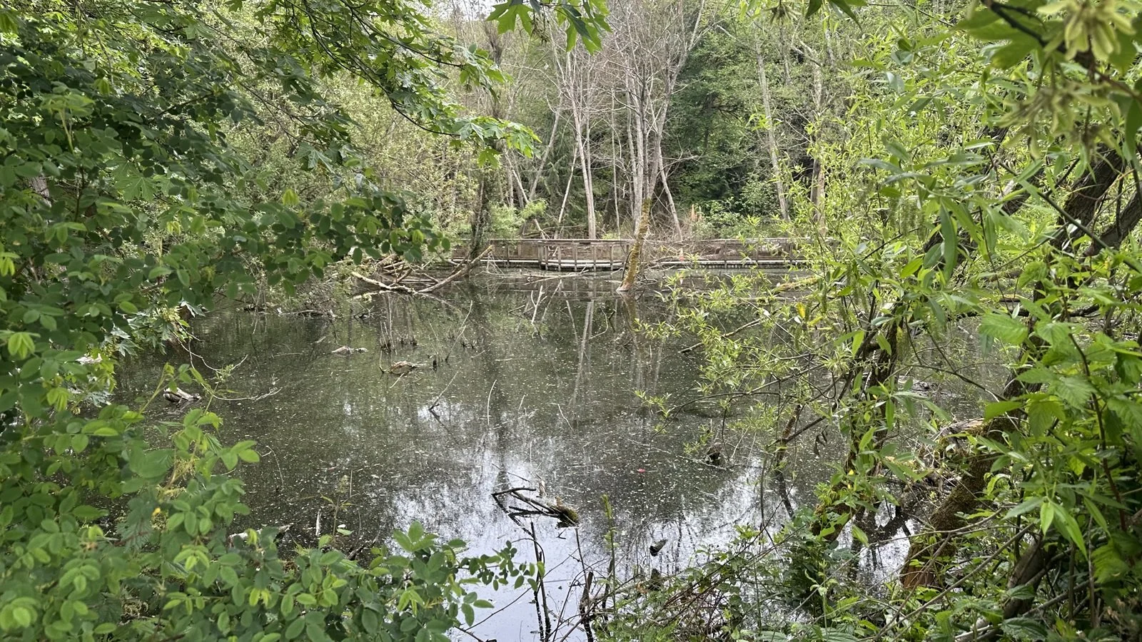 marsh at Carkeek, a pedestrian bridge cutting across it, surrounded by trees