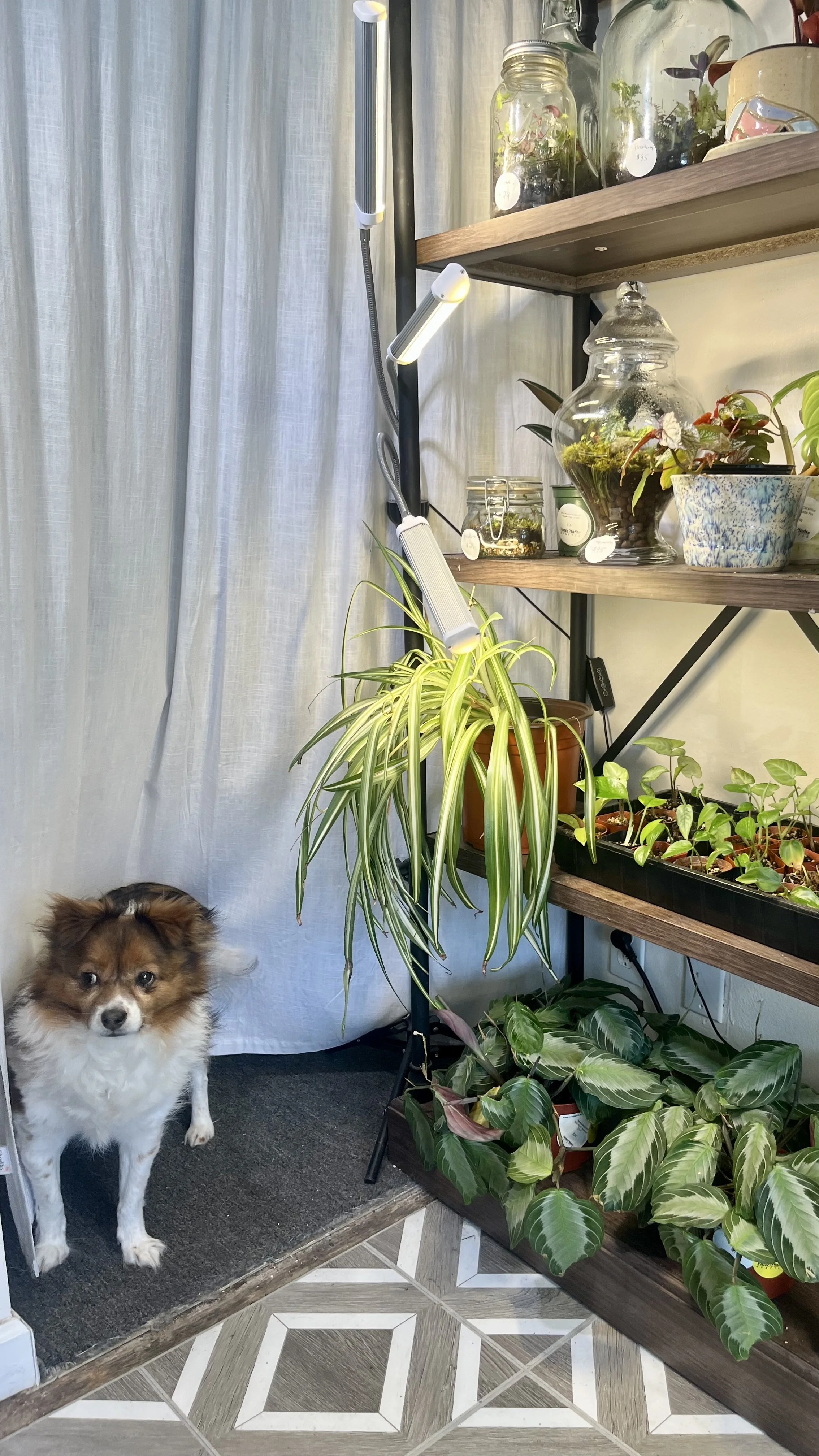 Pork+Bun+and+plants.jpeg