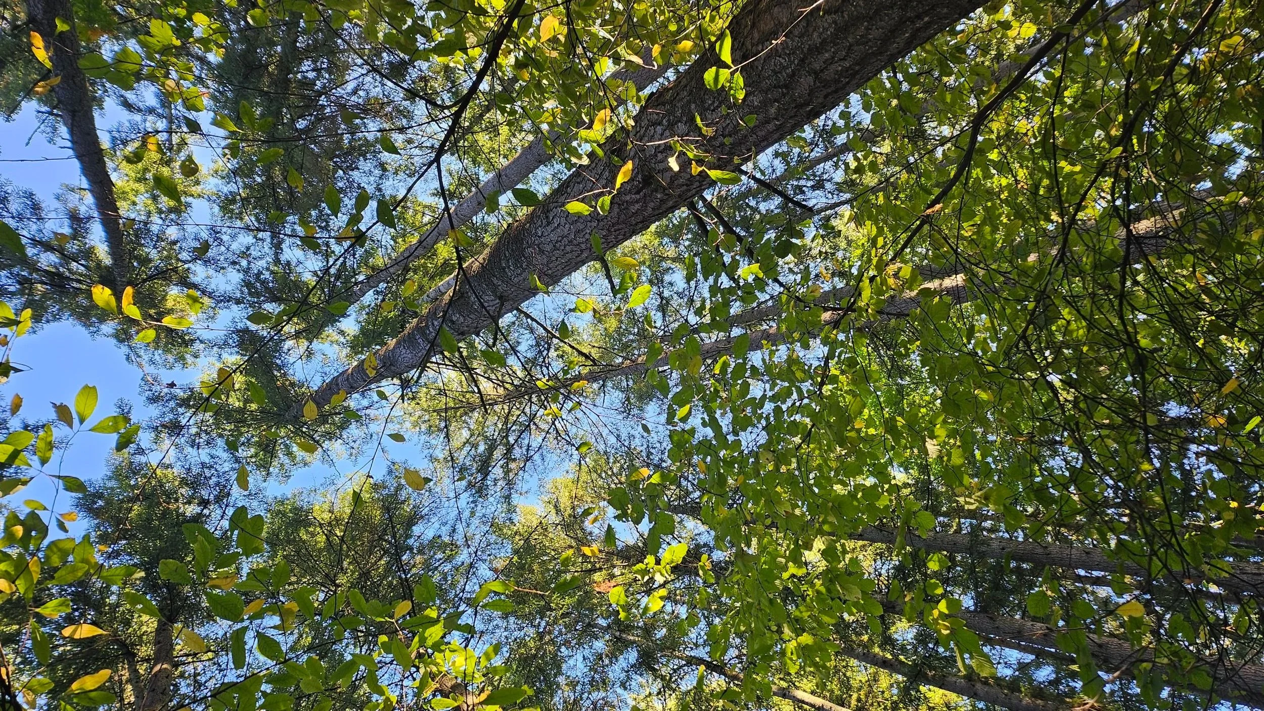 Perennial Conventions: An Invitation